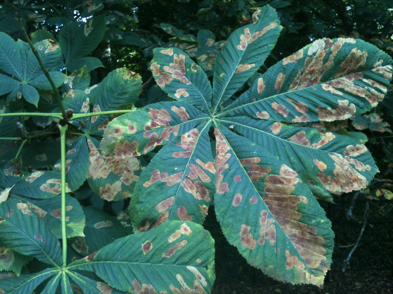 Nicholas Keyworth Horse Chestnut Disease hits Wiltshire