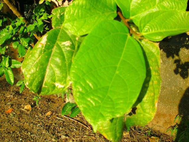 The Captivated Life: As-is Tree or Is-is Tree