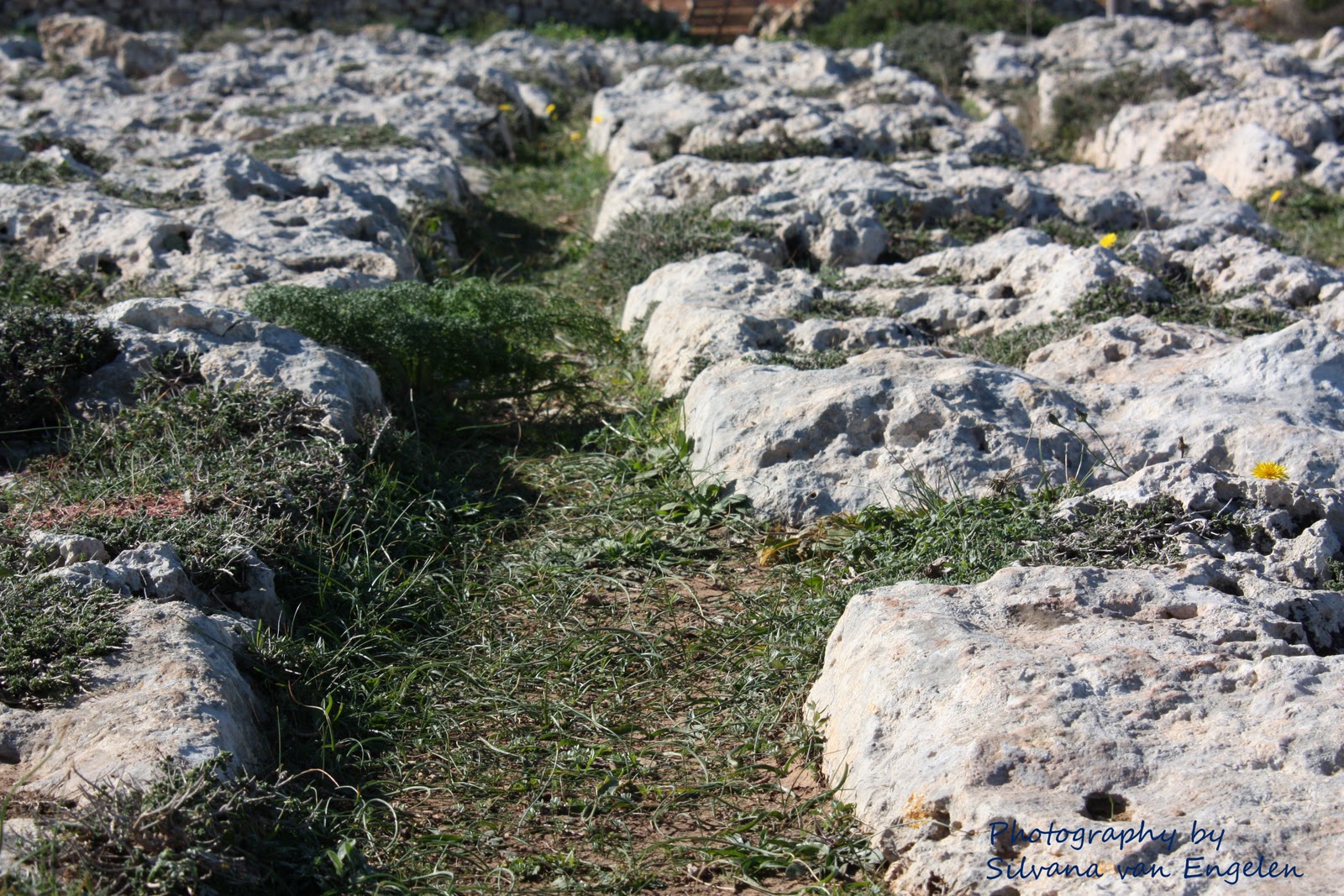 The Stones: Cart Ruts