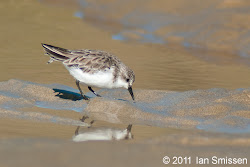 impossible necked stint birds point pt passion february
