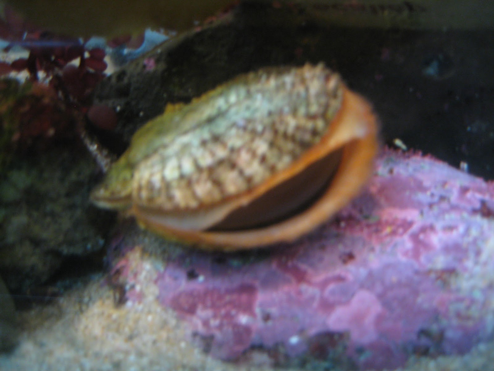 Marine Biology Project: The Kelp Forest Ecosystem