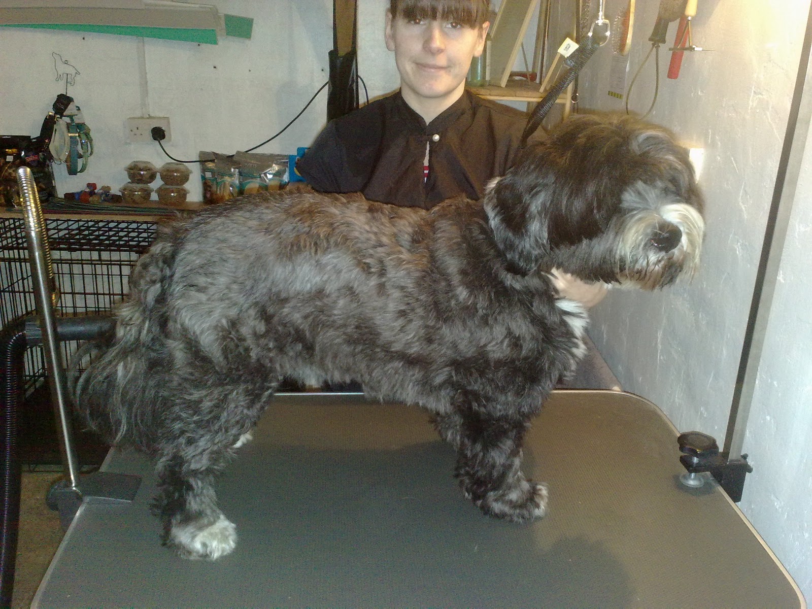 Blissful Dog Grooming Digby Tibetan Terrier blissful-dog-grooming-digby-tibetan-terrier