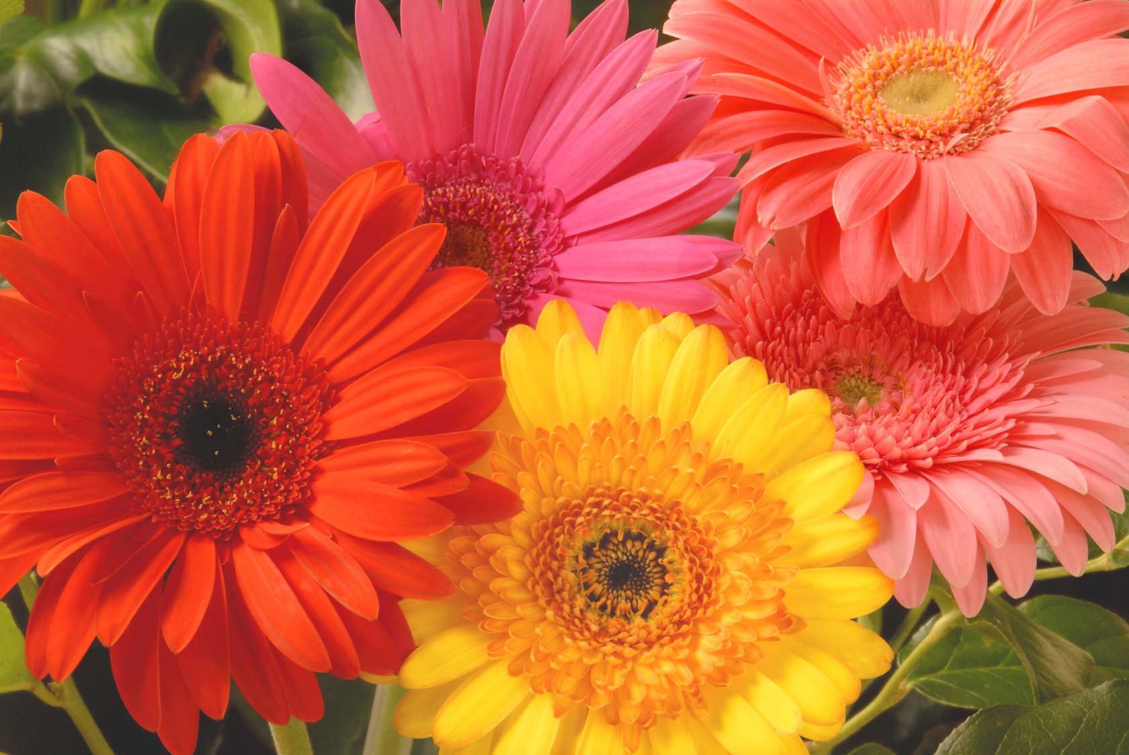 Segala Macam Bunga Potong: PRODUK-PRODUK YANG KAMI MILIKI