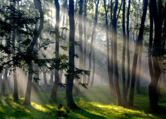 Sunbeams-by-aremac-sun-rays-nature-green-tree-light-forest-morning-solitude-Sunray-Picnic-lighting_large.jpg