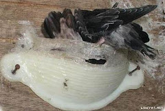Fake Nest made of Plastic