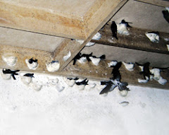 Nesting Can Be On the Wood Or The Cement Wall