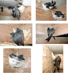 More Birds In A Successfyl Birdhouse
