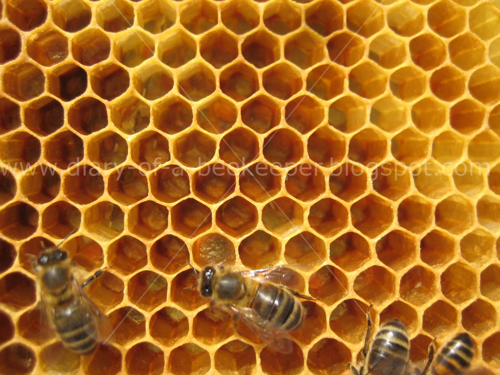 Diary of a Beekeeper: Worker Bees Laying Eggs