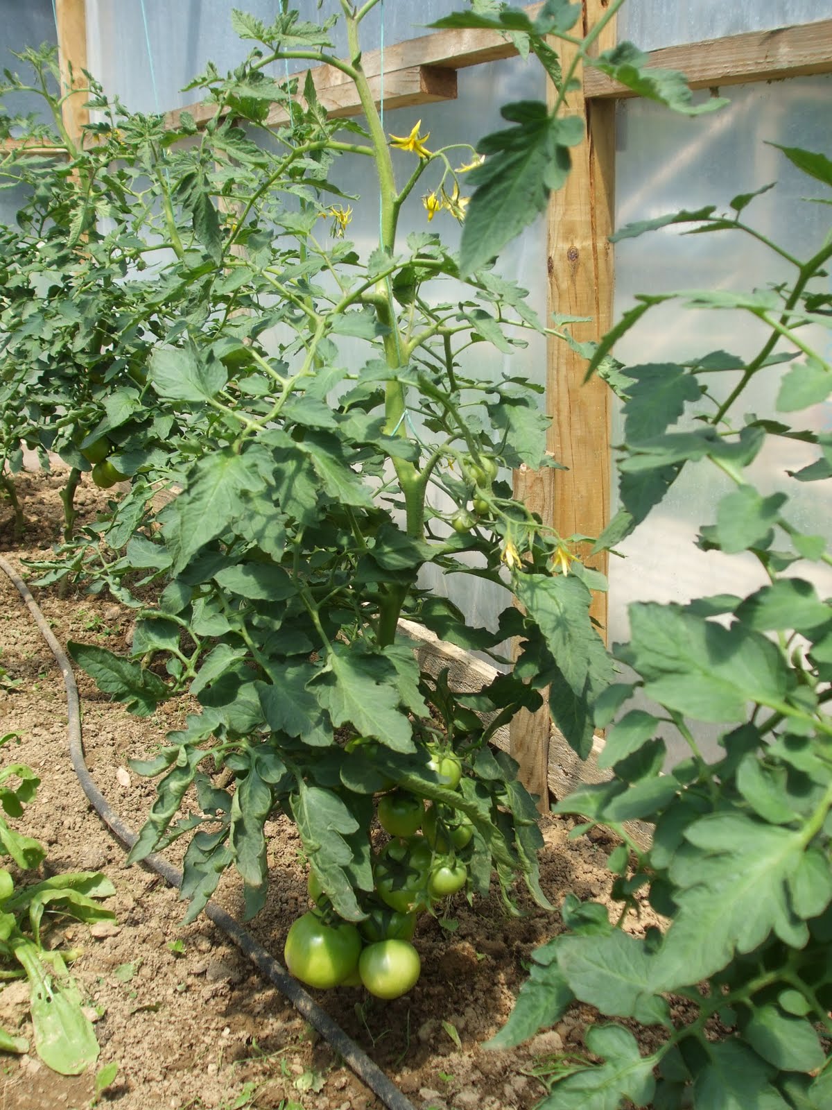 Plenty of tomatoes, time to feed.