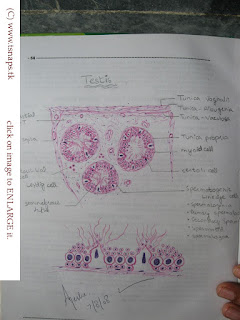 Histology Slides Database: histological diagram of testis ... labeled ovary diagram 