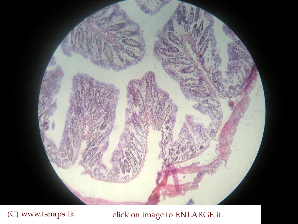 Histology Slides Database: rectum histology slides