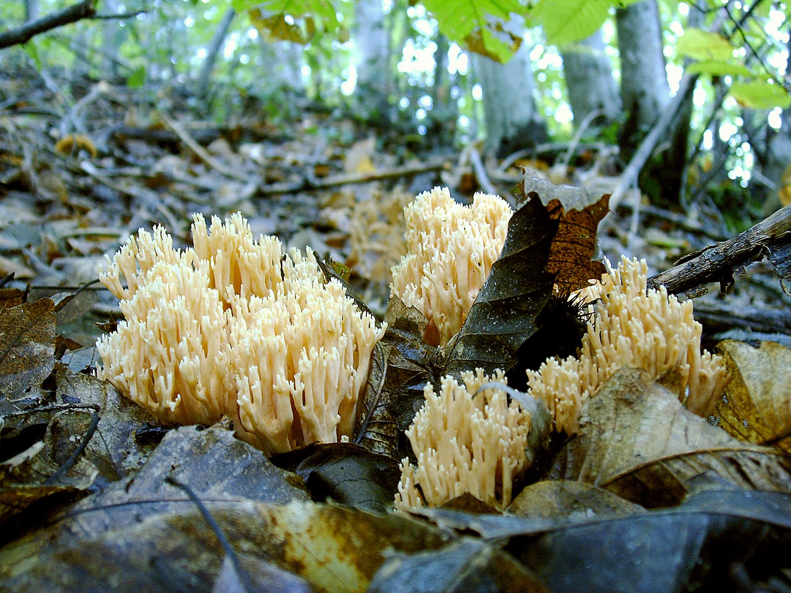 setas y esparrago: peu de rata. pie de rata.