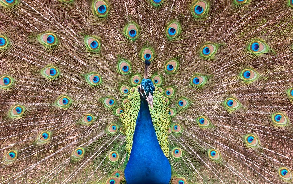 [peacock_IMG_5000.jpg]