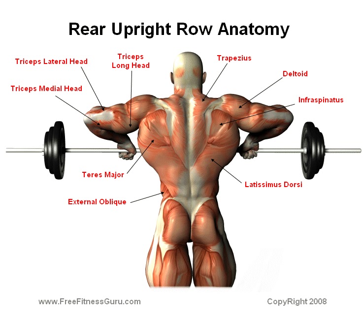 Strength training anatomy. Упражнения на дельтовидные мышцы. Дельтовидная мышца культуриста. Barbell Upright Row. Upright Row упражнение.