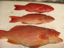 Ikan Sunu - Coral Trout