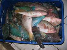 Ikan Kakak tua - Parot and Tusk fish