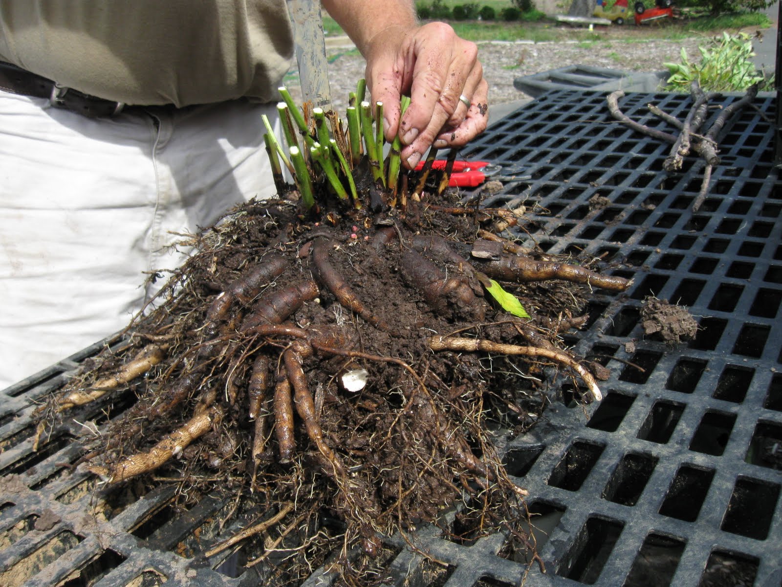 Pittsgrove Farms - Plant Dirt: Peonies-Transplanting and Dividing