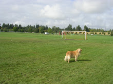 Joe Dancer Park, McMinnville