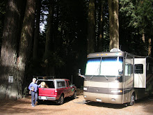 In the Emerald Forest