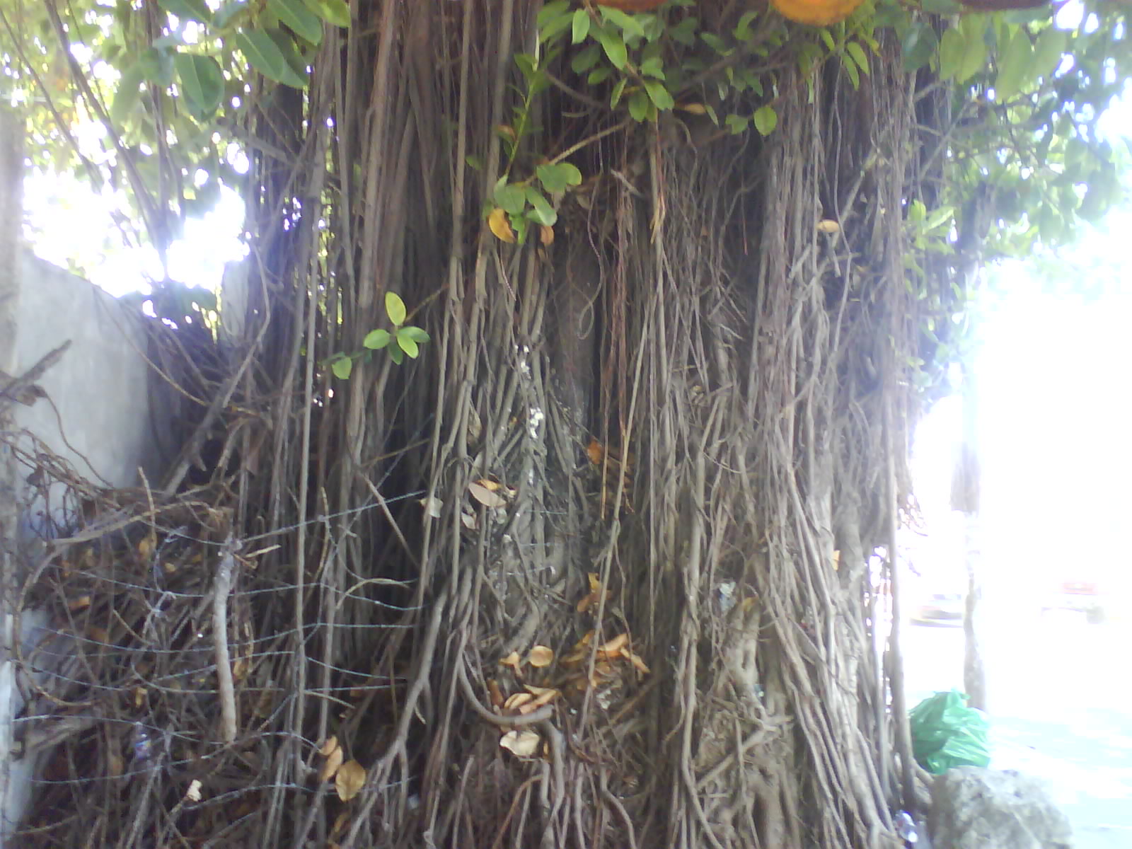 POR UN MEXICO MEJOR: El Arbol de Hule