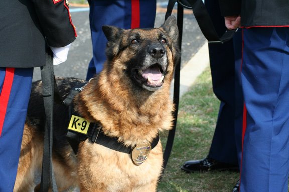 MWD Lex now adopted by Cpl. Dustin Lee's family