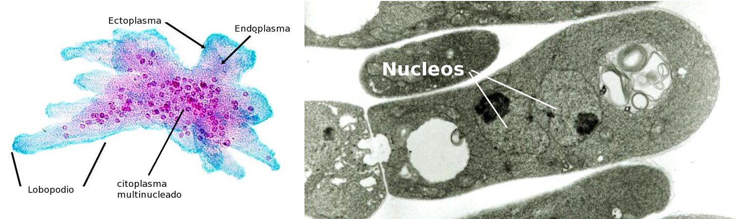 [varios_nucleos.jpg]