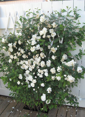 Brunkullan med Mosipperötter: Finlands vita ros