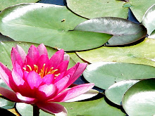 lily pads