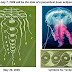 Earth Magnetosphere,Sun Solar Storm and Web Bot, Crop circles predictions July 4, 2009