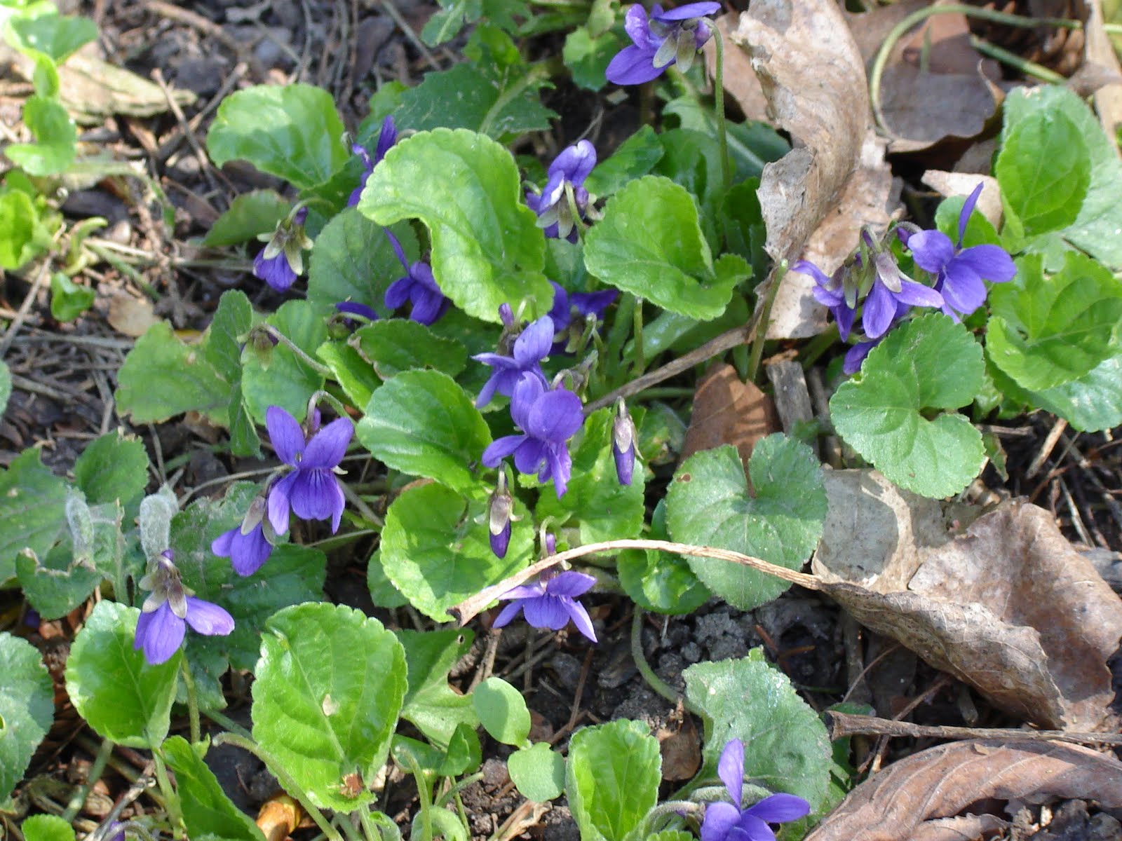 Seasonal Hearth Sweet Violets (Viola odorata) and Syrup