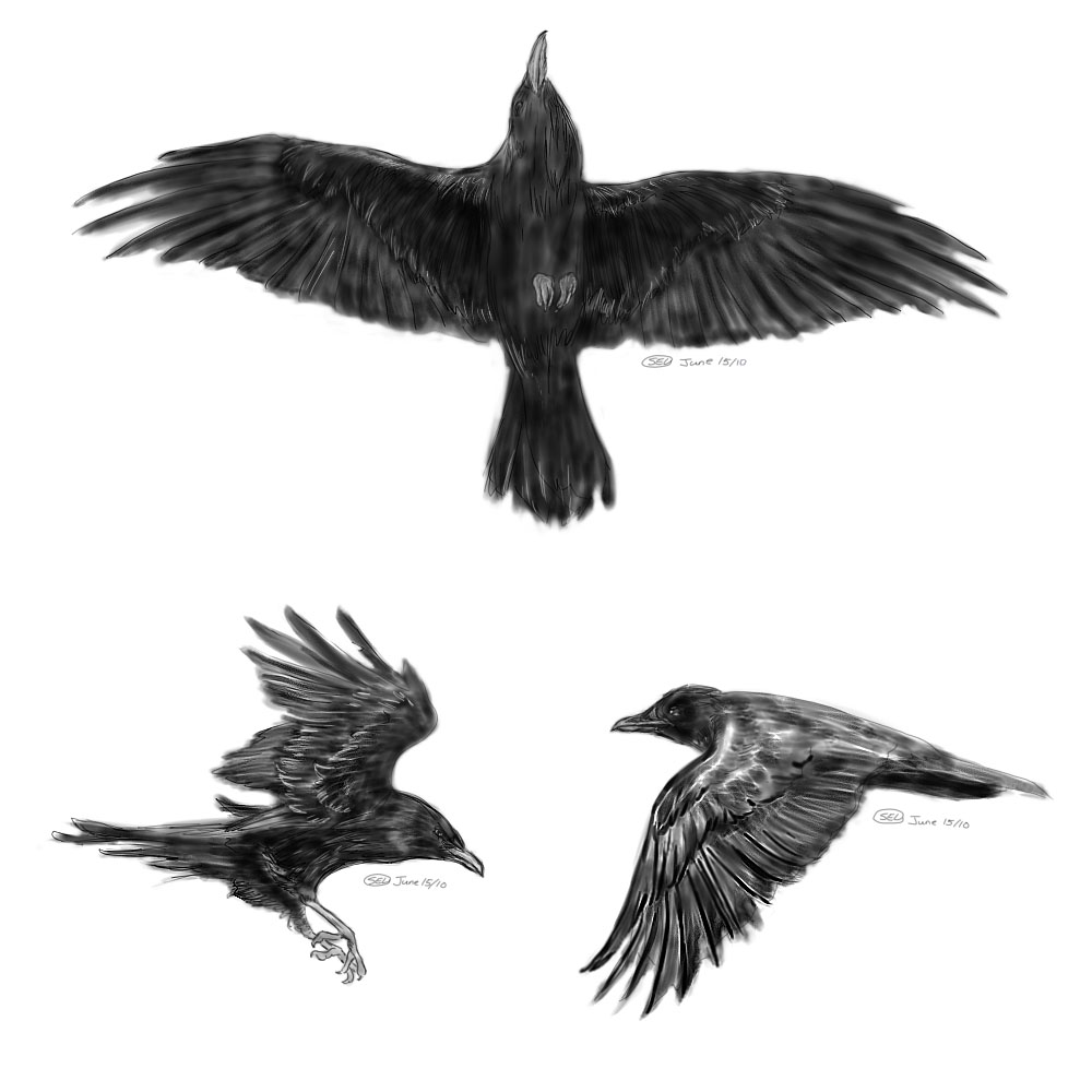 Tattoo Designs Wallpaper: Crow Tattoo Designs