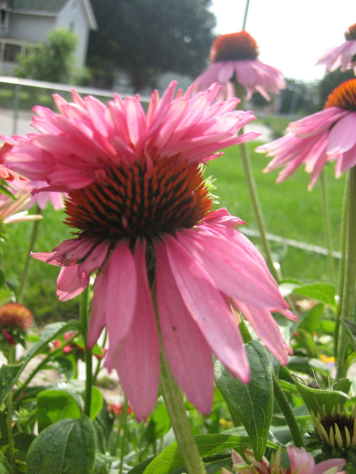 Le Beau Paon Victorien Garden Goods DoubleDecker Coneflowers and