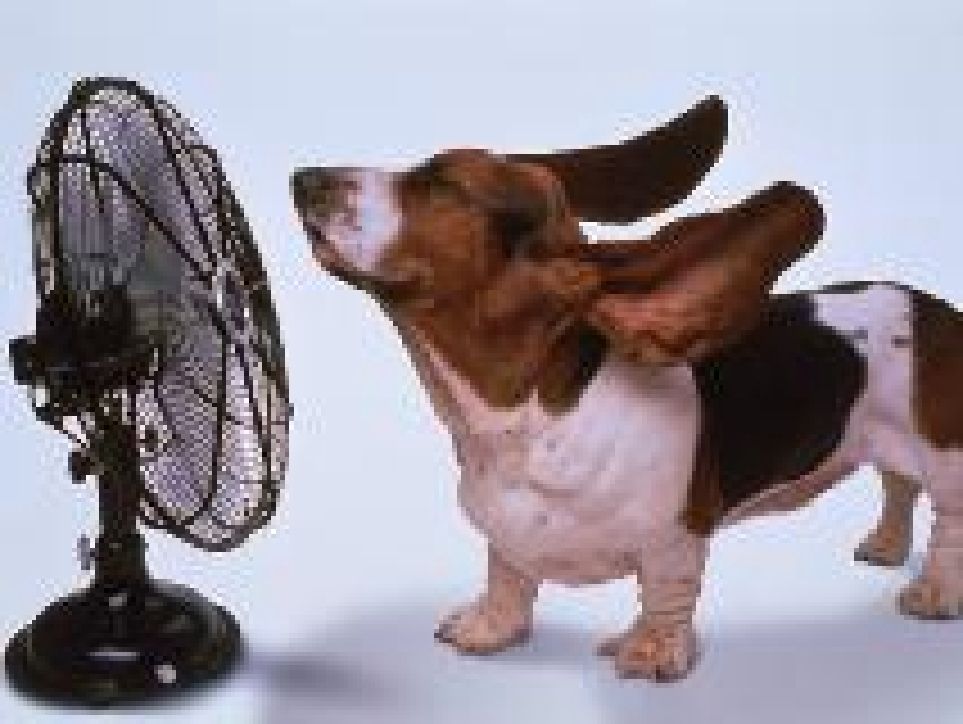 [CachorroCalor.jpg]