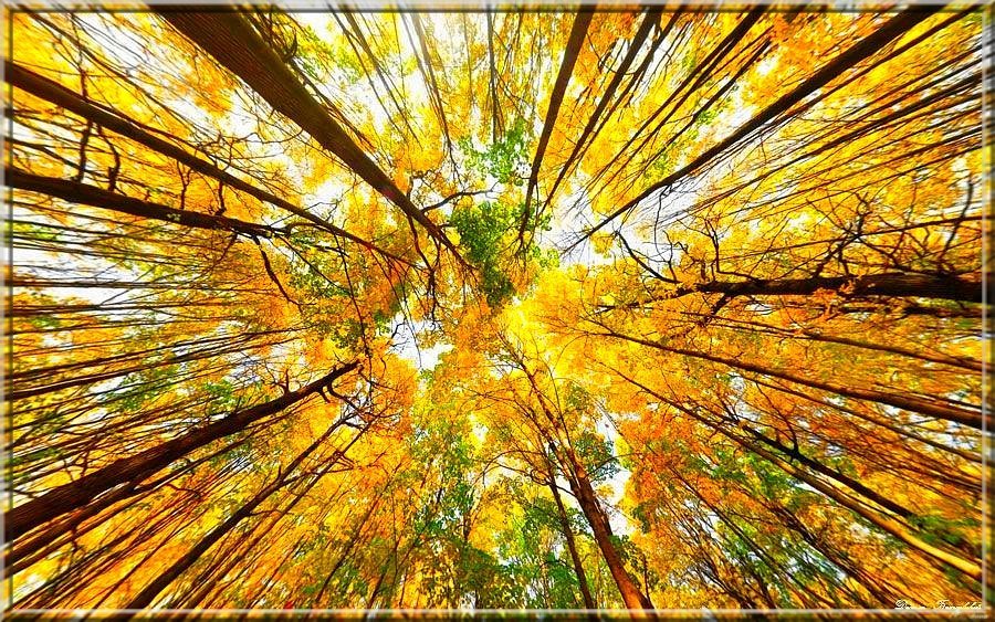 [céu+e+arvores.jpg]