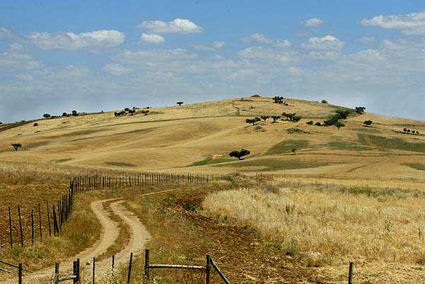 [alentejoamarelo.jpg]