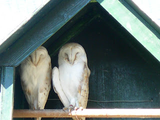 barn owls