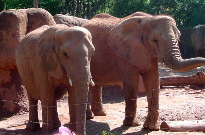 Hidden Travel Glances: Atlanta Zoo Attractions