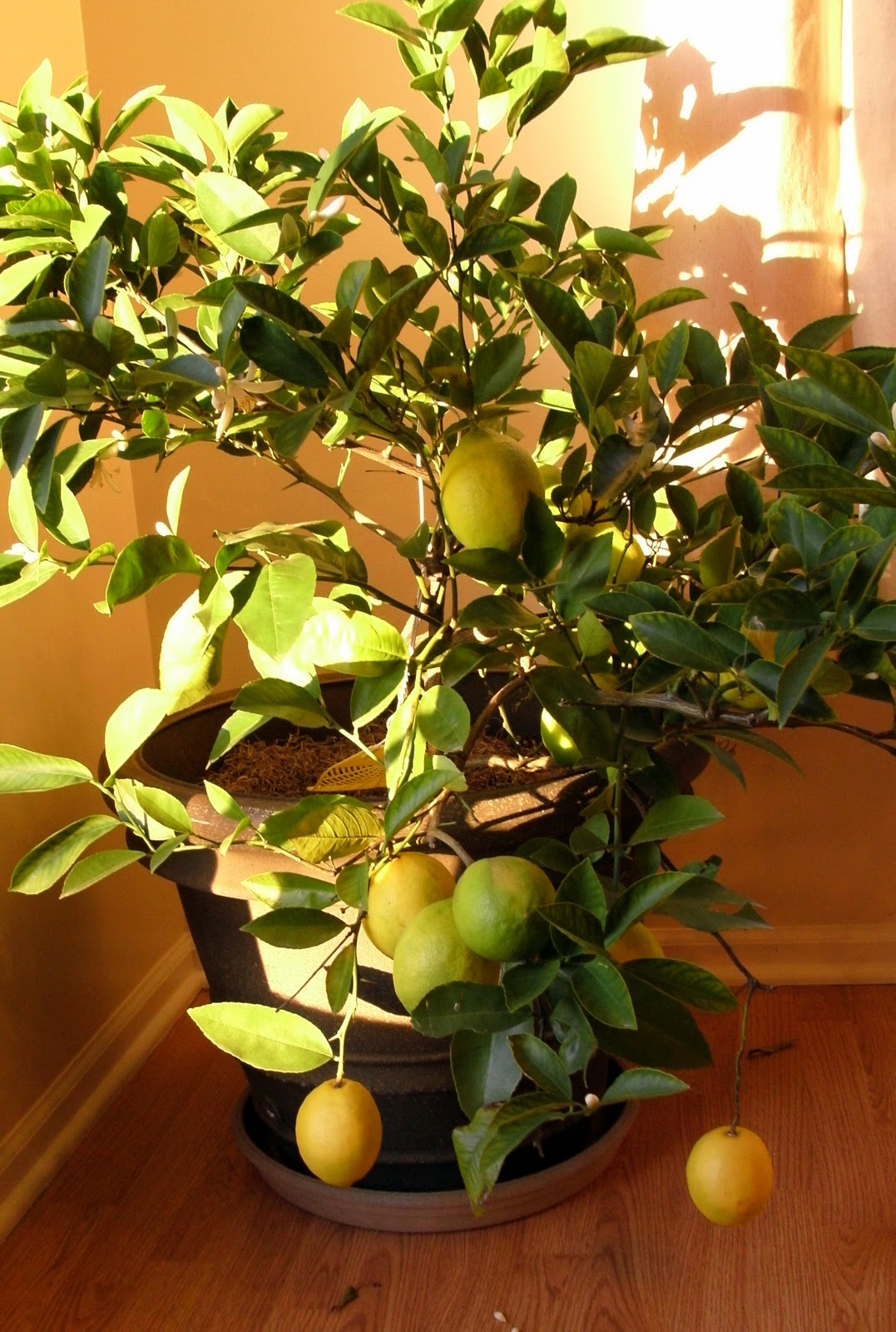 домашний сорт. семена черри балконное чудо. земляника садовая мармелада. ампельные томаты черри. томат вишневидный балконное чудо.