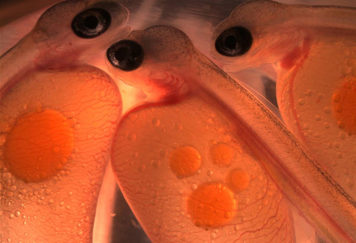 Лосось атлантический оплодотворение внутреннее. Лосось под микроскопом. Эмбрион микрофотография. Яйцеклетка фото под микроскопом. Эмбрион под микроскопом фото.
