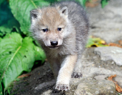Meet Sapphire: a tiny, sneaky wolf : aww