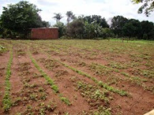 Campo society em formação