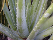 Aloe Vera Plant