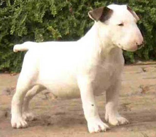 bull+terrier.JPG