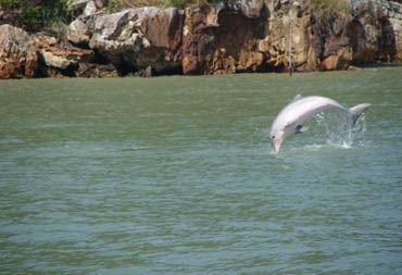 [glofinho-forte.jpg]