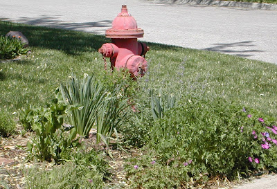 A Corner Garden: Fire Hydrant