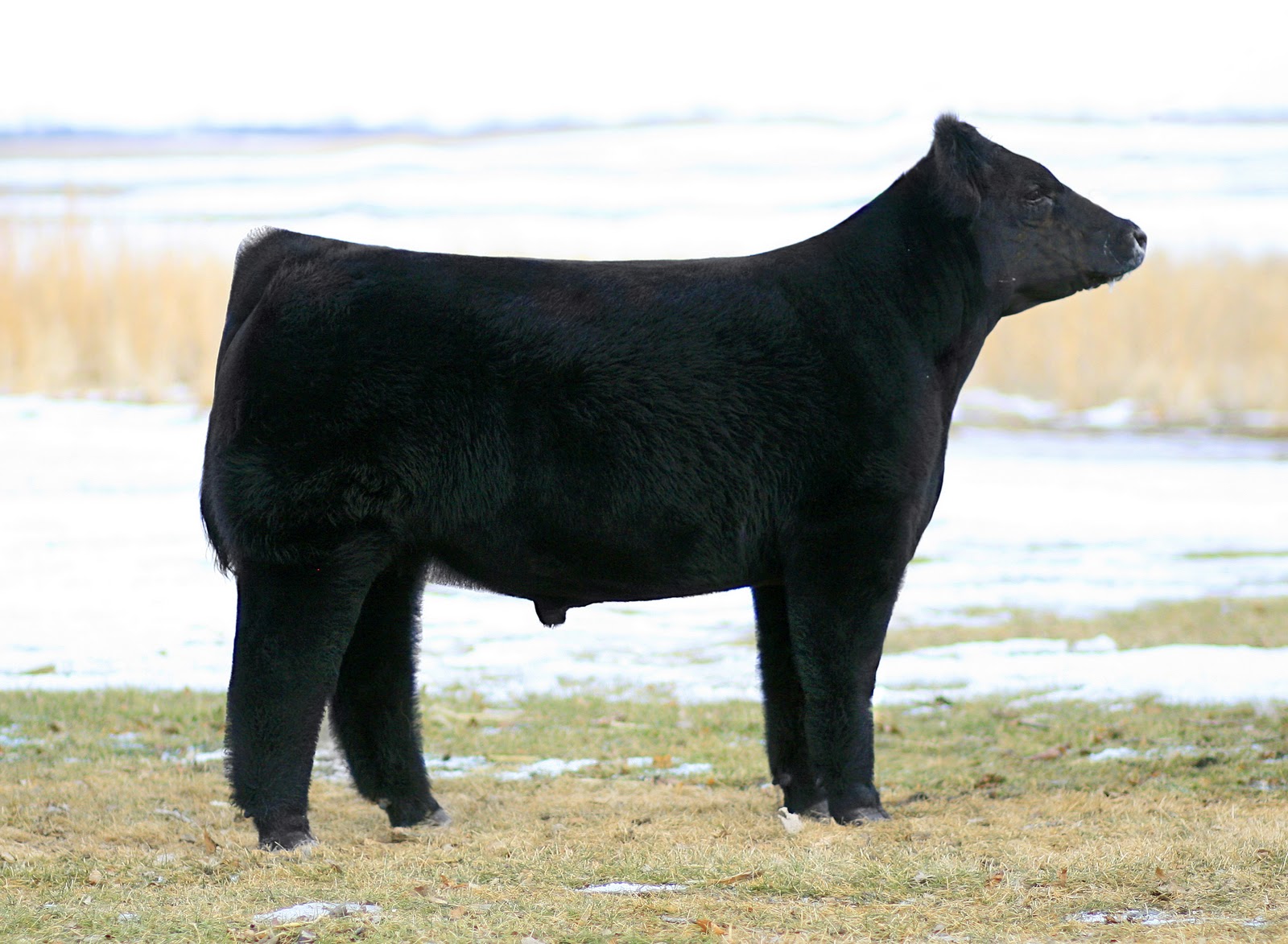 Lautner Farms Bulls for Lease!