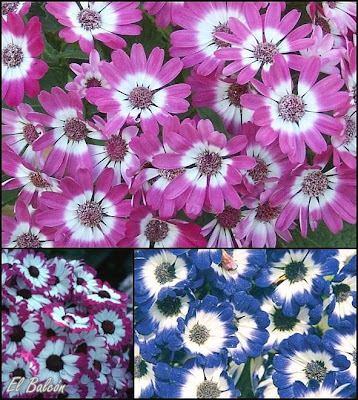 La Cineraria una planta muy decorativa