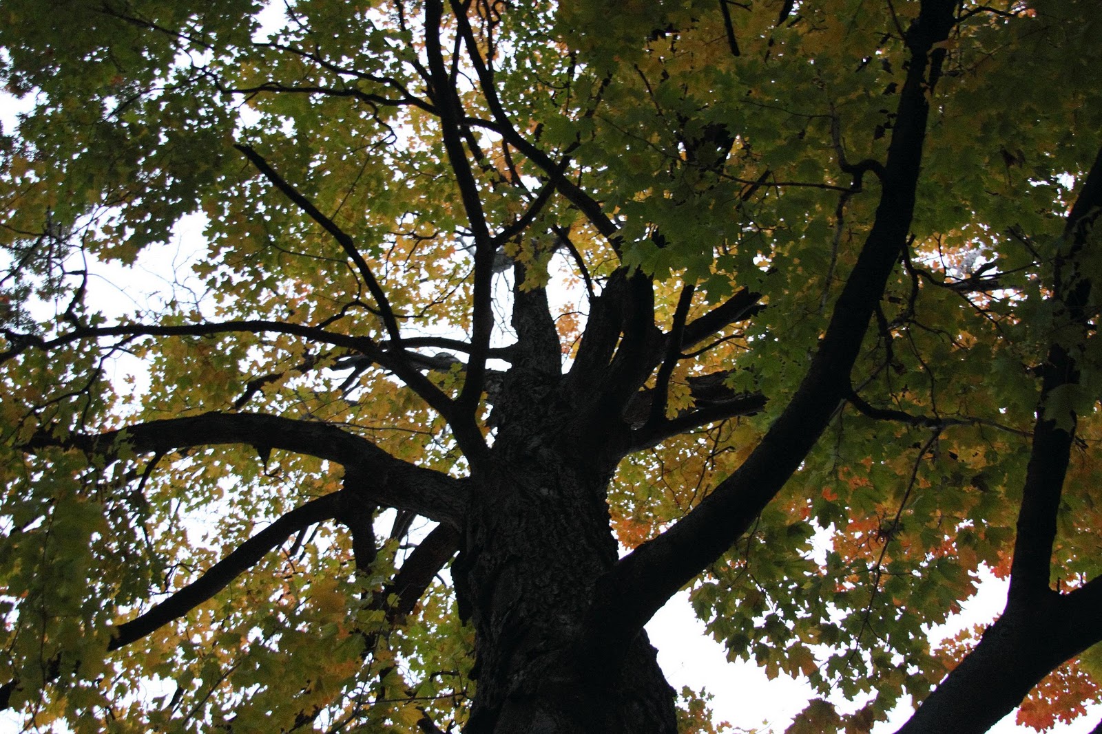 homesteading-hippies-january-2011