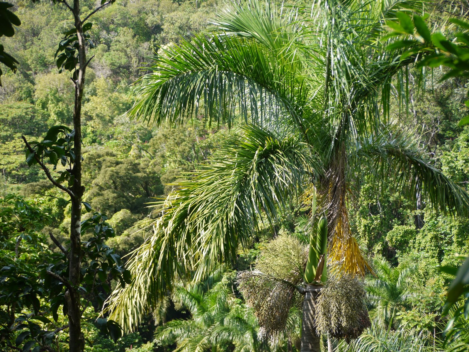 Jungle Vs Rainforest Best 10 Main Differences Explain vrogue.co