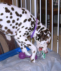 Argus Opening A Present